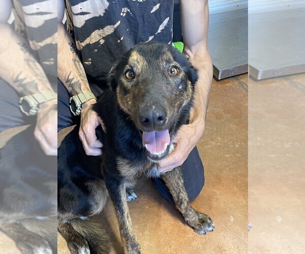 Medium Photo #2 German Shepherd Dog-Unknown Mix Puppy For Sale in Bolivar, MO, USA