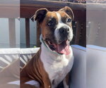 Small #4 Boxer