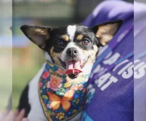 Chihuahua-Unknown Mix Dogs for adoption in San Antonio, TX, USA