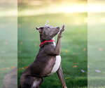Small Photo #13 Retriever -Unknown Mix Puppy For Sale in Woodbury, NY, USA