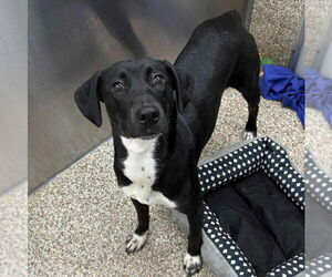 Dalmatian-Huskies Mix Dogs for adoption in Martinsburg, WV, USA