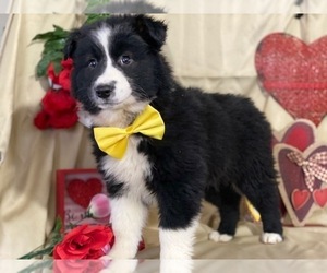 Australian Shepherd Puppy for sale in LANCASTER, PA, USA