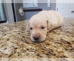 Small Photo #4 Labrador Retriever Puppy For Sale in CORDELE, GA, USA