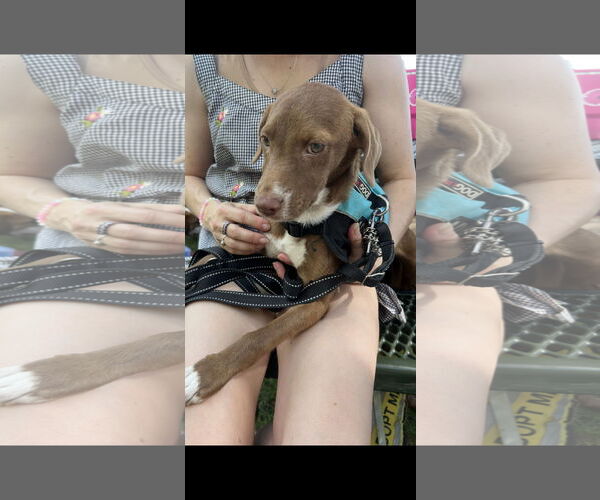 Medium Photo #4 - Mix Puppy For Sale in NYC, NY, USA