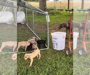 Great Dane Litter for sale in WILMER, AL, USA