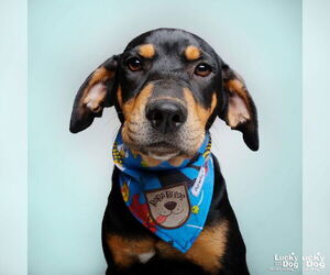 Labrador Retriever-Retriever Mix Dogs for adoption in Washington, DC, USA
