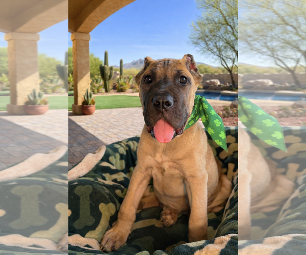 Medium Photo #2 Mutt Puppy For Sale in Goodyear, AZ, USA