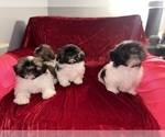 Small #2 Shih Tzu