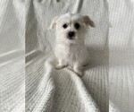 Small #1 Maltese