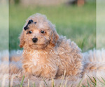 Small #2 Maltipoo (Toy)
