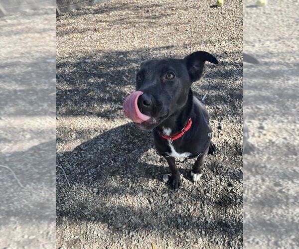Medium Photo #1 Labrador Retriever-Unknown Mix Puppy For Sale in Elmsford, NY, USA