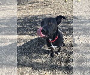 Labrador Retriever-Unknown Mix Dogs for adoption in Elmsford, NY, USA