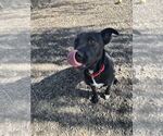 Luna available 10/22 - Female Labrador Retriever-Unknown Mix Dog for Adoption - Small photo