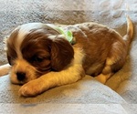 Jasper Jr or JJ - Male Cavalier King Charles Spaniel Puppy for Sale - Small photo