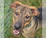 Small #1 German Shepherd Dog-Vizsla Mix