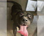Small American Pit Bull Terrier