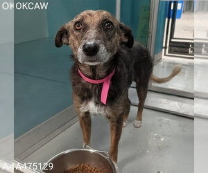 Mutt Dogs for adoption in Oklahoma City, OK, USA