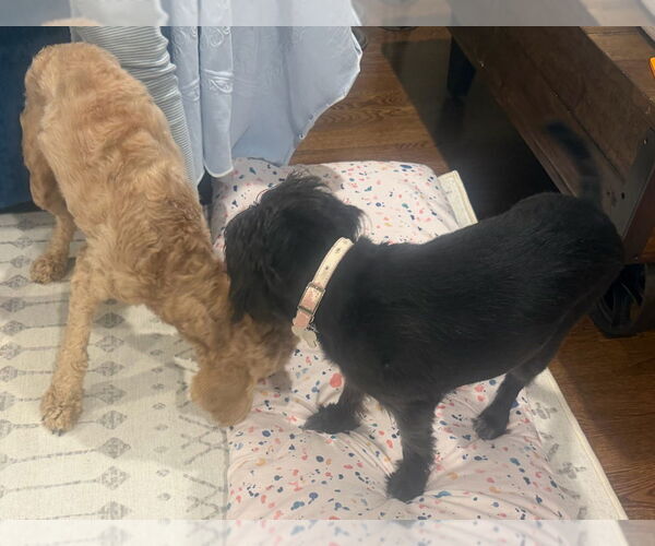 Medium Photo #4 Labrador Retriever Puppy For Sale in Brewster, NY, USA