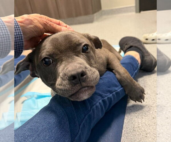 Medium Photo #1 American Staffordshire Terrier-Unknown Mix Puppy For Sale in Sheboygan, WI, USA