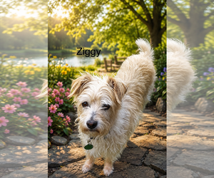 Poodle (Miniature)-Unknown Mix Dogs for adoption in Colorado Springs, CO, USA