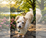 Small Poodle (Miniature) Mix