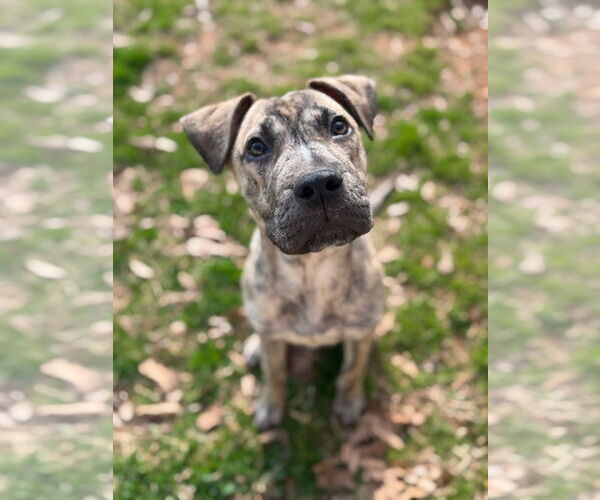 Medium Photo #1 Mutt Puppy For Sale in Greenville, SC, USA