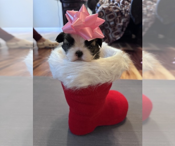 Medium Photo #12 Shih Tzu Puppy For Sale in CENTRALIA, IL, USA