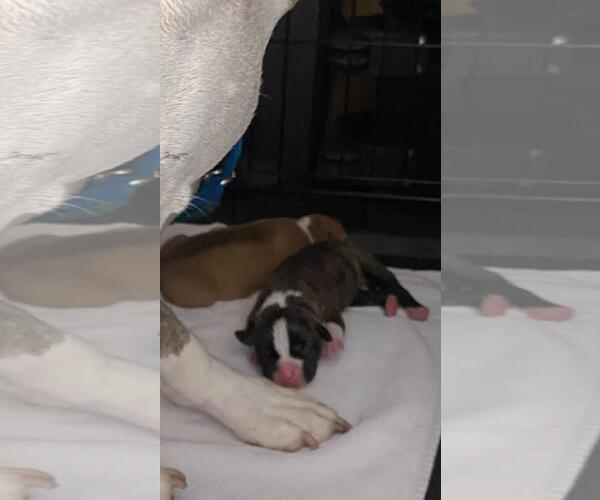 Medium Photo #14 Mutt Puppy For Sale in Sanford, FL, USA