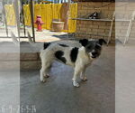 Small #1 Mutt