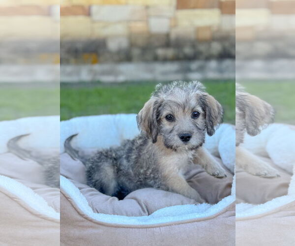 Medium Photo #2 Mutt Puppy For Sale in PIPE CREEK, TX, USA