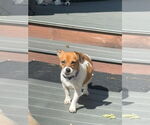 Small #3 Chihuahua Mix
