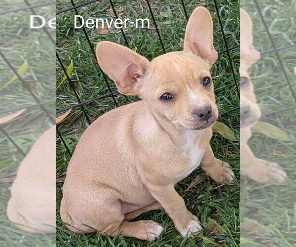 Medium Photo #2 Chihuahua-Rhodesian Ridgeback Mix Puppy For Sale in San Bernardino, CA, USA