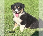 Small #5 Australian Shepherd