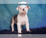 Small Photo #2 Olde English Bulldogge Puppy For Sale in WARSAW, IN, USA
