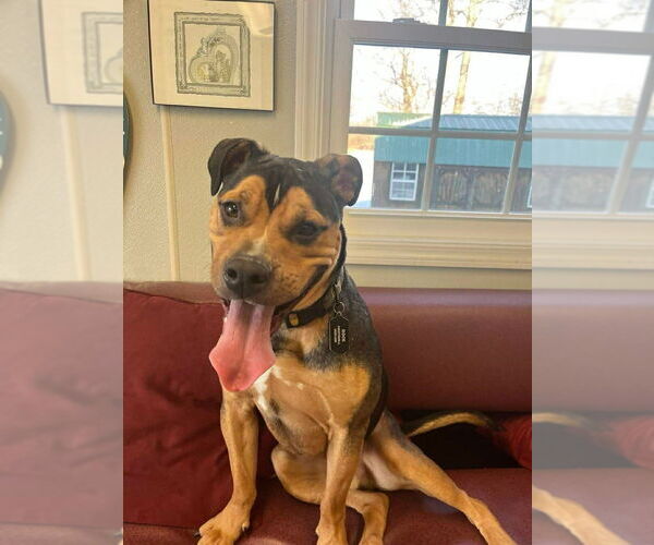 Medium Photo #3 Bulldog-Unknown Mix Puppy For Sale in Osgood, IN, USA