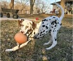 Small Photo #2 Dalmatian Puppy For Sale in Lee's Summit, MO, USA