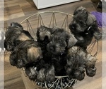 Small Photo #2 Schnauzer (Miniature) Puppy For Sale in WESTMINSTER, CA, USA