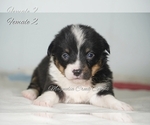 Small Photo #11 Pembroke Welsh Corgi Puppy For Sale in ANDALUSIA, AL, USA