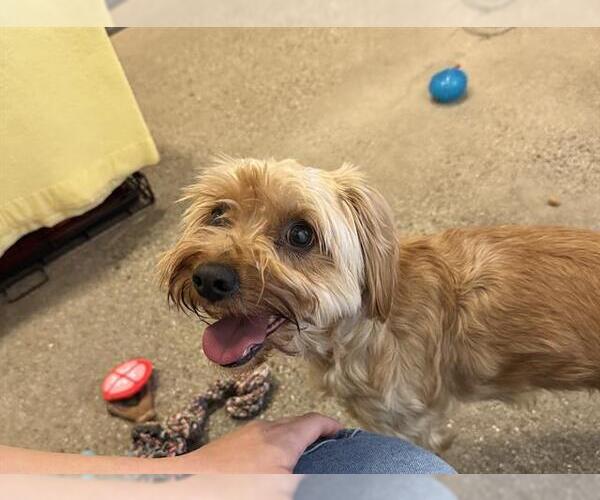 Medium Photo #1 Mutt Puppy For Sale in Redwood City, CA, USA