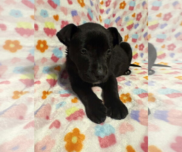 Medium Photo #5 German Shepherd Dog-Unknown Mix Puppy For Sale in Holly Springs, NC, USA