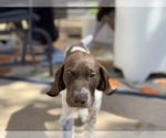 Small Photo #5 German Shorthaired Pointer Puppy For Sale in BELTON, TX, USA