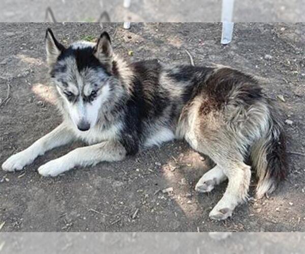 Medium Photo #1 Huskies -Unknown Mix Puppy For Sale in San Antonio, TX, USA