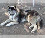 Small Huskies  Mix
