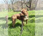 Small #13 American Pit Bull Terrier