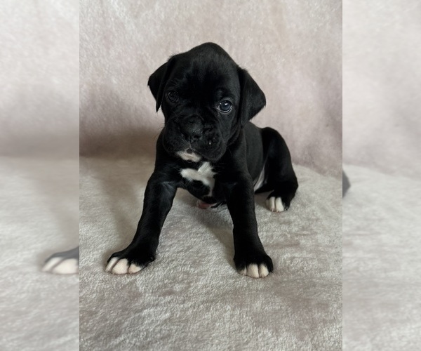 Medium Photo #3 Boxer Puppy For Sale in WESTVILLE, OK, USA