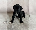 Small #2 Boxer