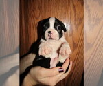 Small Photo #2 Boston Terrier Puppy For Sale in SPENCERVILLE, IN, USA