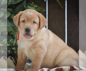 Labrador Retriever Puppy for sale in RONKS, PA, USA