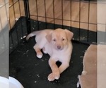 Small #1 Carolina Dog-Miniature Australian Shepherd Mix