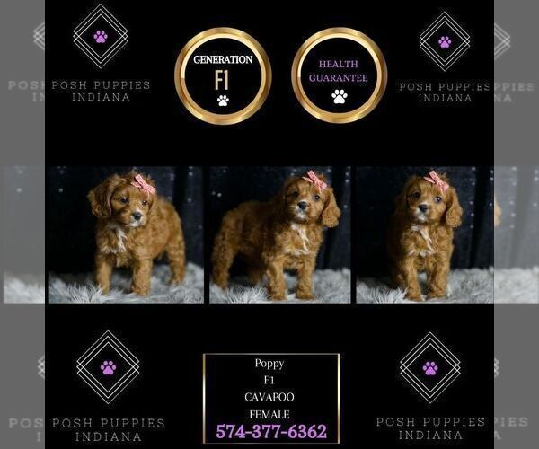 Medium Photo #103 Cavapoo Puppy For Sale in WARSAW, IN, USA